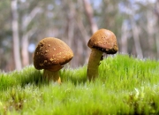 开云APP-孤星耀世，2026世界杯A组焦点战，澳大利亚完胜厄瓜多尔，莫德里奇以唯一之名主导不朽之夜