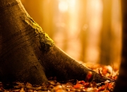 开云体育-当明尼苏达遇见吉林，英格拉姆42分导演跨国篮球对话