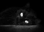 开云APP-规则与王座