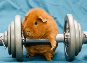 开云下载-42+19+7！武切维奇空砍之夜，步行者用团队篮球完成史诗级逆转