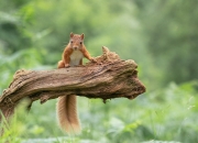 开云体育登录-奇迹之夜，加维梦幻首秀，里昂惊天逆转日本明星队