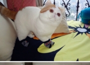 开云APP-双星闪耀夜，公牛压哨绝杀太阳，字母哥关键回合不手软