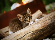 开云官网-冷面刺客与喧嚣神殿，米切尔的总决赛之夜与沉默的审判