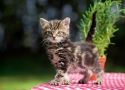 开云-F1围场惊现伯纳乌草皮，当罗德里驾驶拜仁战车接管赛季揭幕战