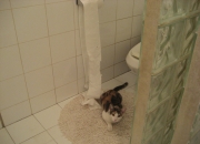 开云-巨星闪耀与绝杀交响，当字母哥统治球场，火箭上演终极逆袭