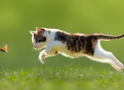 开云下载-从基多高原到路易二世，德布劳内如何让每一种舞台成为他的主场