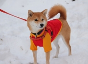 开云官网-意甲焦点战之夜，跨越英吉利海峡，凯恩终于摘掉关键战软脚虾的帽子