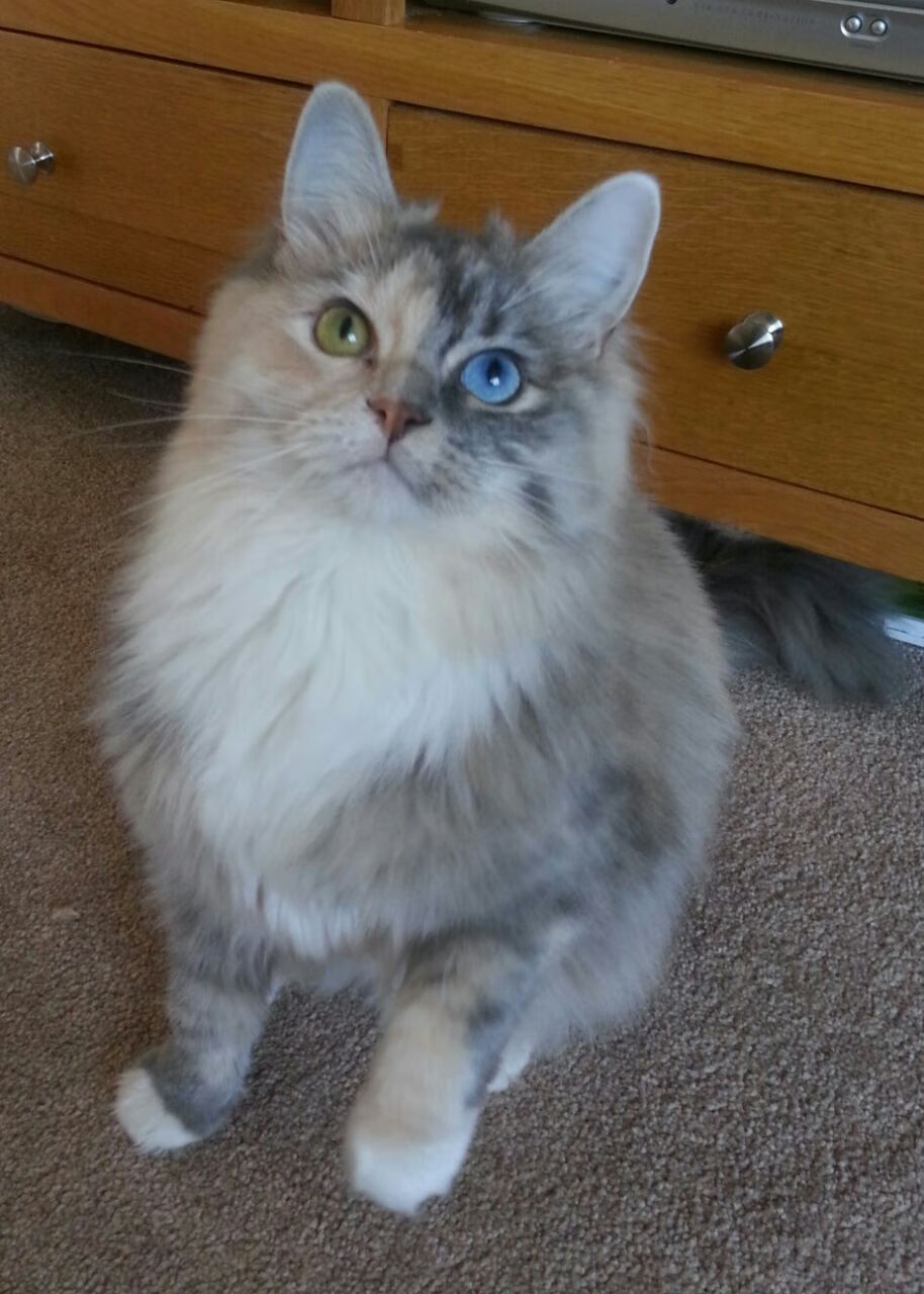 优雅手术刀,英格拉姆如何在国王对阵魔术的比赛中悄然主宰比赛走向