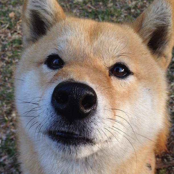 黄蜂毒刺,乔治,那个在绝境中亮出尾针的大场面先生
