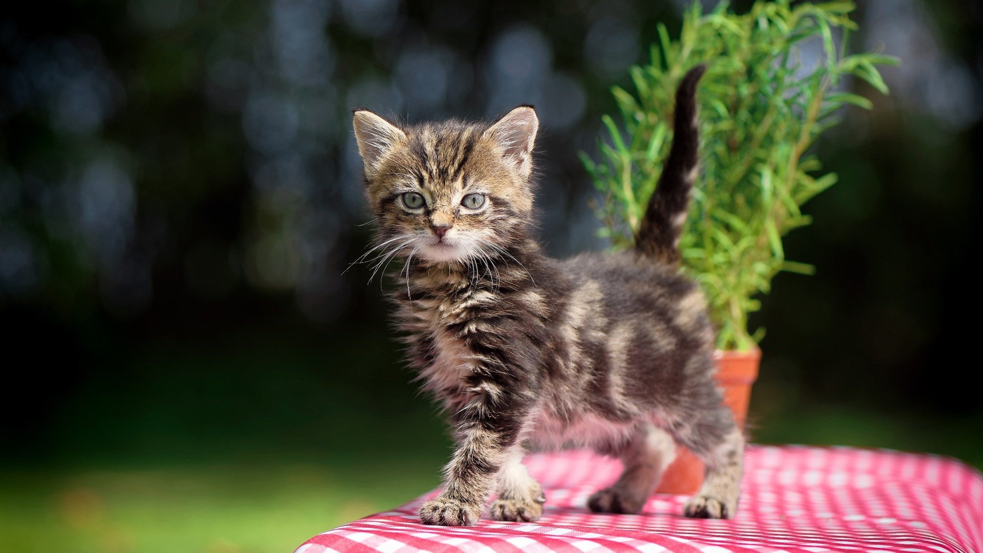 当艺术足球遇见战争机器,内马尔如何以一人之力打破欧洲红魔的钢铁秩序?