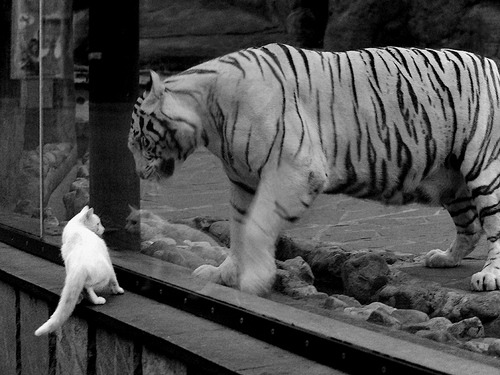 锡安41+9冲垮北岸花园，凯尔特人铁血防火墙强行终结鹈鹕逆流