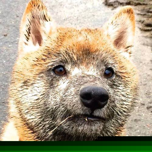 黄浦江畔惊雷起，欧文末节狂飙，上海男篮逆袭山西书写纪录之夜