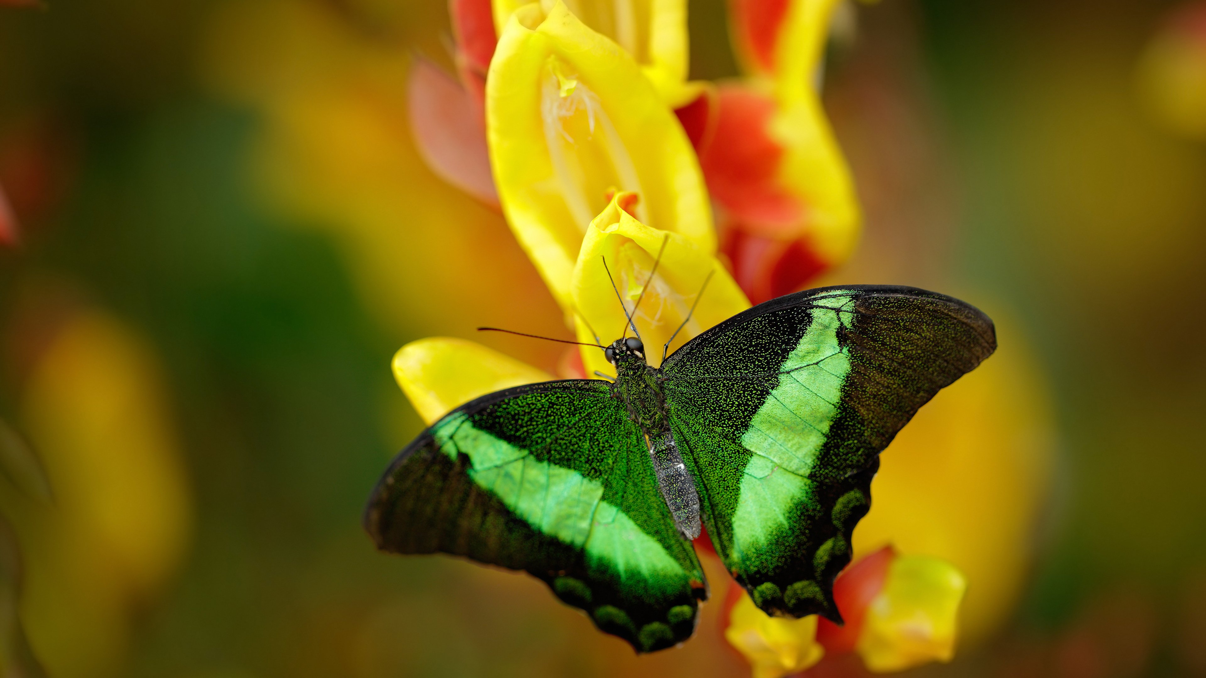 当防守成为艺术,当油门化作手术刀,论不同赛场上的绝对控制