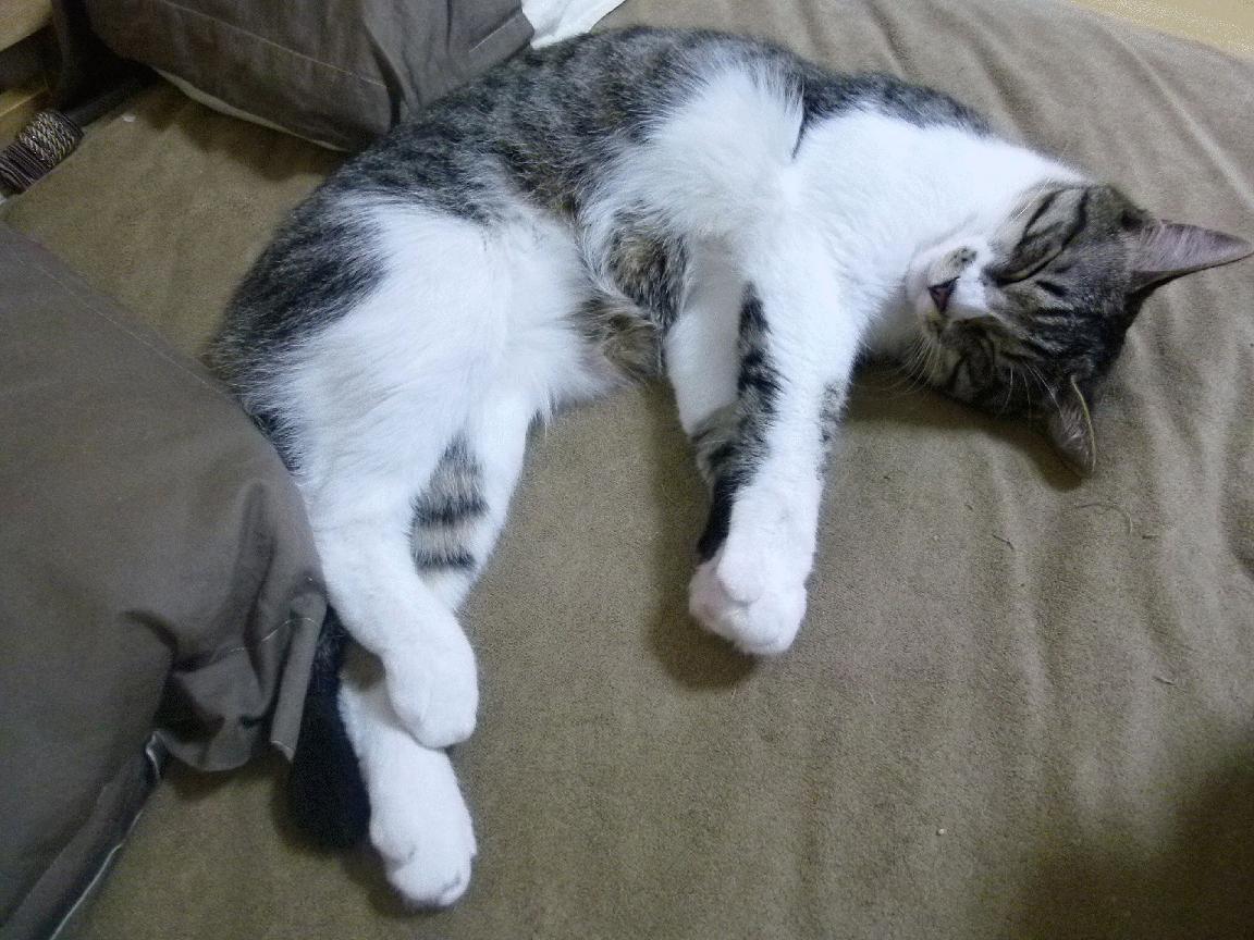 蓝月军团北欧攻坚受阻，巴斯托尼一夫当关诠释关键先生