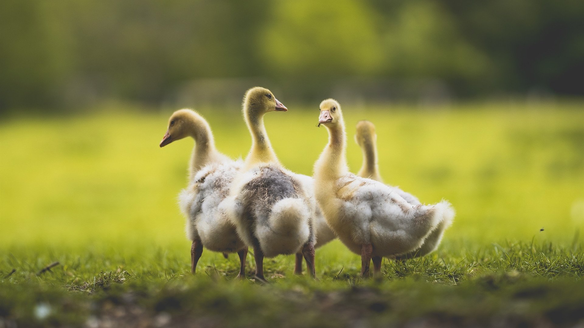 当比赛撕开外衣，杜兰特与利拉德共证的那个残酷事实