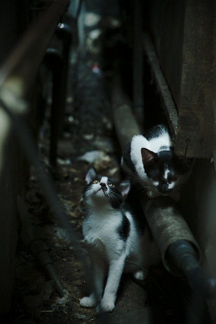 数据核爆！锡安胖虎用20+10+5炸裂表现宣告，意甲禁区已更名新奥尔良区