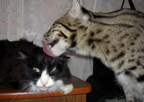 绝境之鹰,贝恩从隐形人到绝杀英雄的三百天炼狱之路