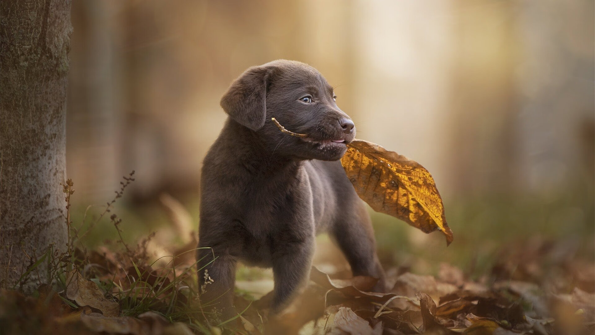 跨界制霸,广东队数字替身全明星赛碾压独行侠,德罗赞持续制造杀伤引热议