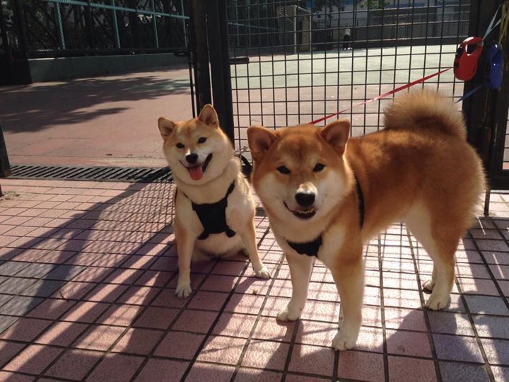 绿衫军的逆袭，苏亚雷斯如何将爱尔兰的孤注一掷化为决胜一击