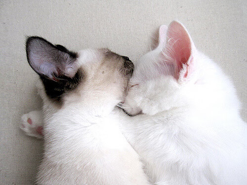 当拉什福德献上冠军级表现，乌拉圭像毕尔巴鄂一样在淘汰赛过关斩将