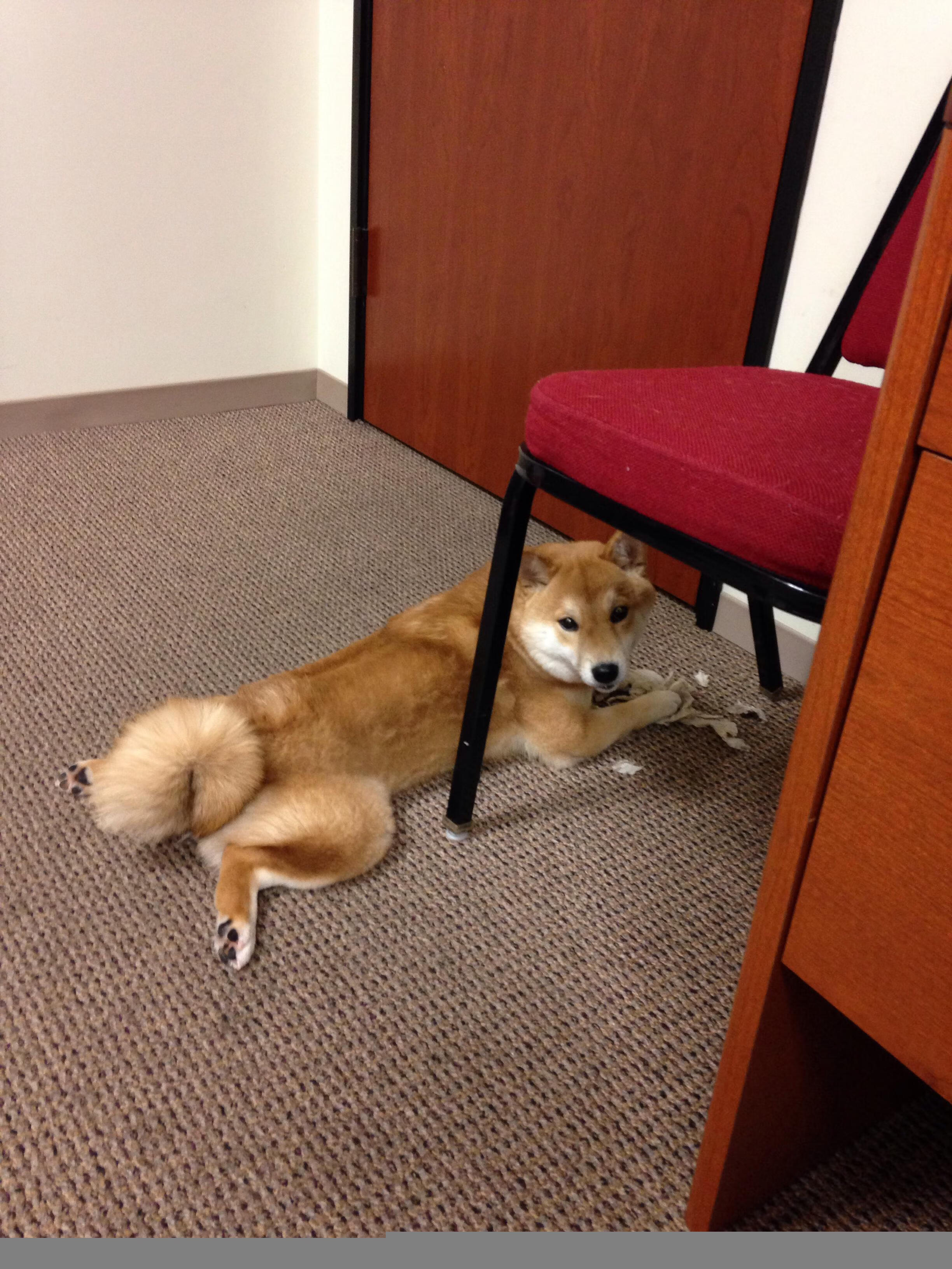 草根弑神，无名瑞士球队酋长球场掀起风暴，巴斯托尼一球刺破豪门心脏