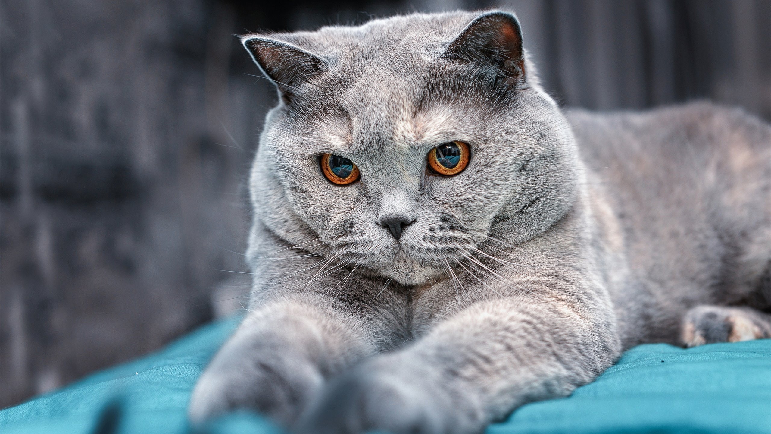 双面足球，从雷恩的铁壁到格纳布里的闪电