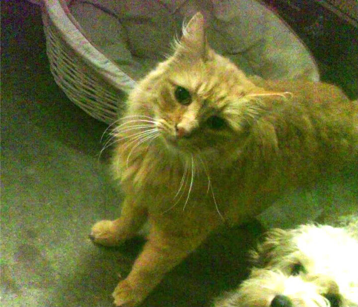 东决关键战之夜，福克斯觉醒之时—困兽之王的无声咆哮