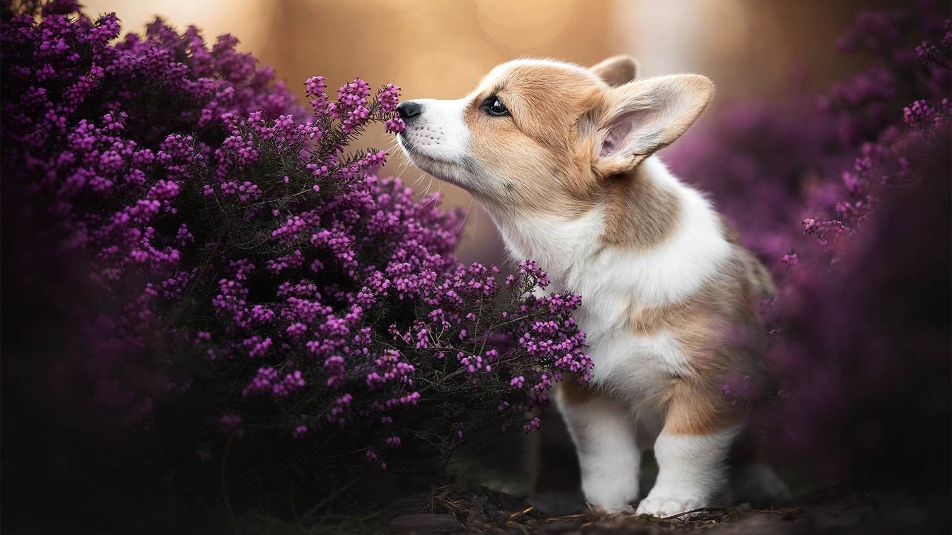 青瓷匠人与钢铁硝烟，比利亚雷亚尔争冠战中的智利魔法学徒