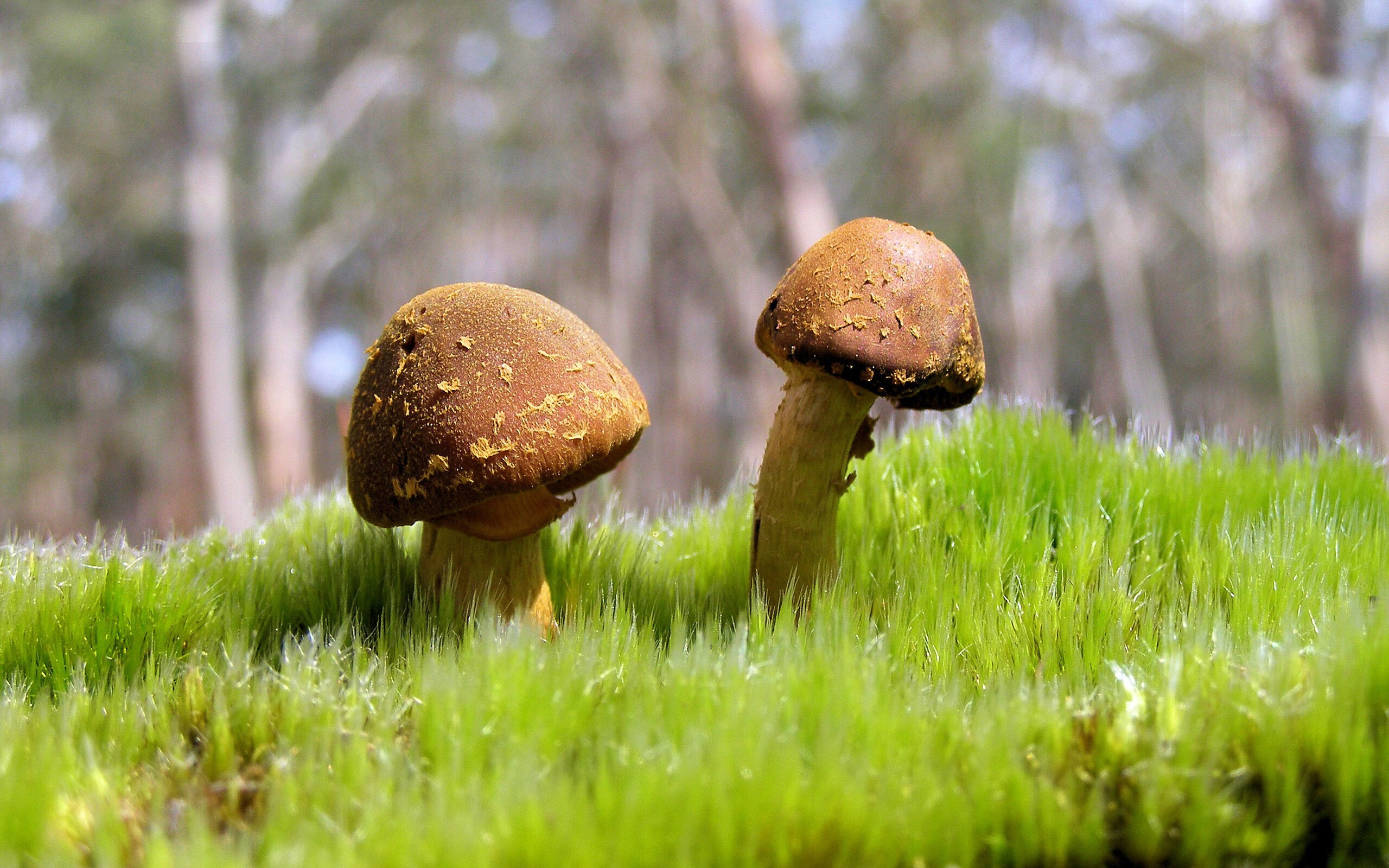 雨夜唯一英雄，当福克斯化身欧冠半决赛的救世主