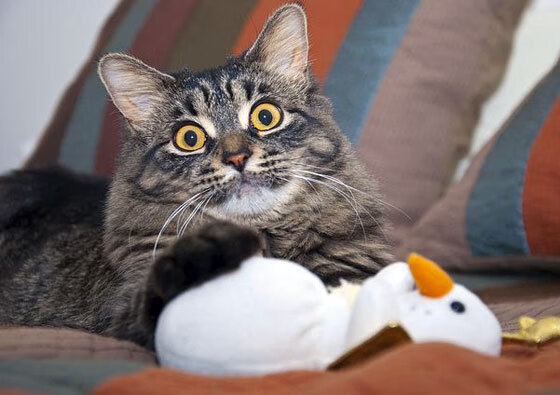 橙色风暴吞噬红魔,赖斯铁闸一锤定音成关键先生