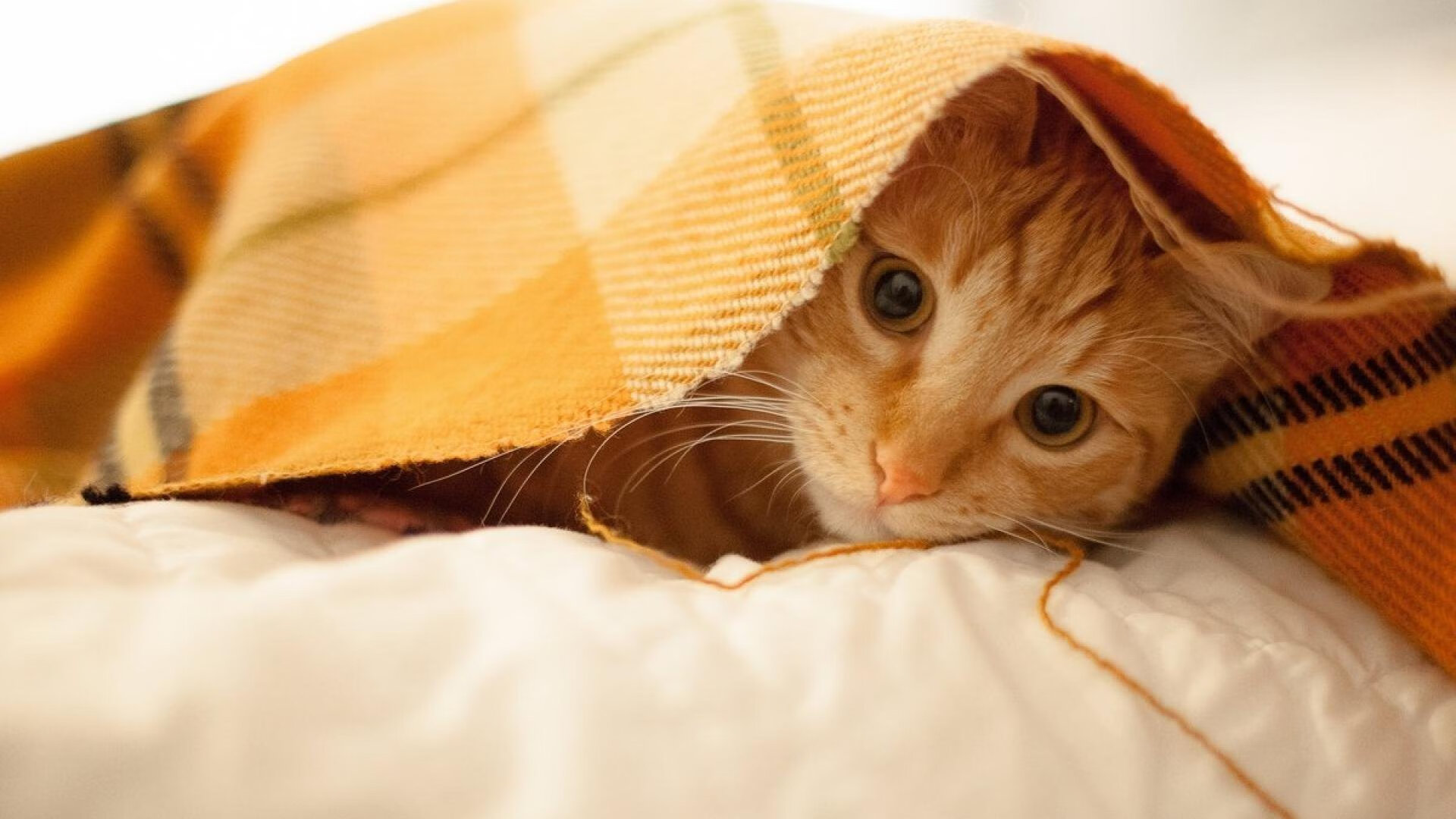 蓝鹰军团的血脉压制,拉齐奥式足球如何在世界杯赛场绞杀挪威