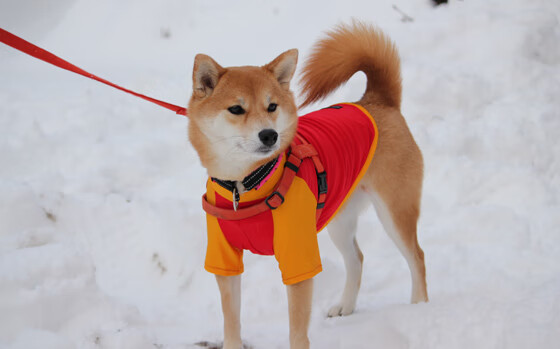 意甲焦点战之夜，跨越英吉利海峡，凯恩终于摘掉关键战软脚虾的帽子